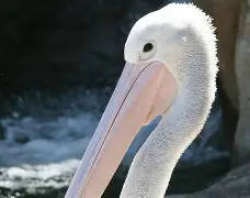 好博体育-新奥尔良和旧奥尔良